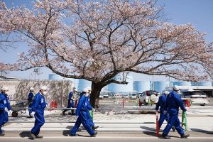 福島第一原子力発電所で撮影した桜と作業員