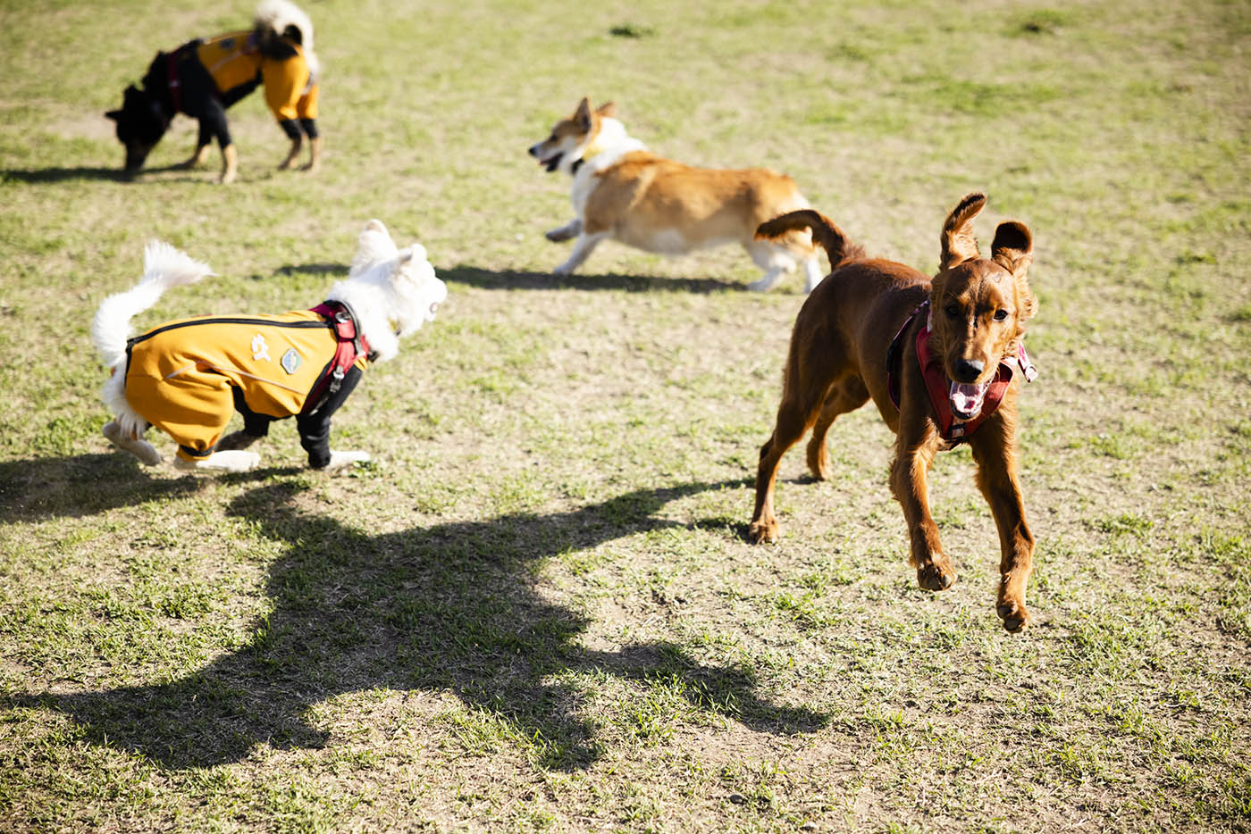 Canon EOS R5の瞳AFを使った写真-走る犬