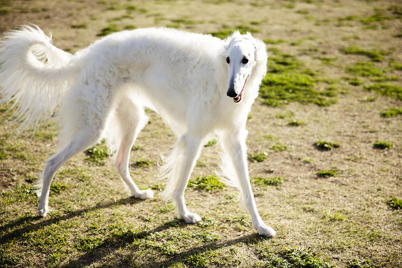 Canon EOS R5の瞳AFを使った写真-白い犬